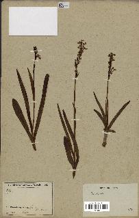 spécimen de Dactylorhiza sp.