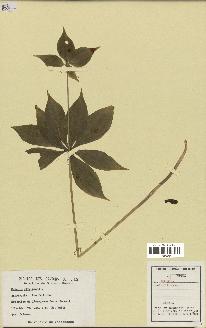 spécimen de Medeola virginiana