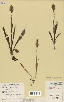 spécimen de Spiranthes romanzoffiana