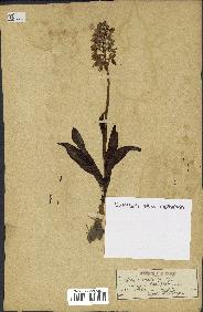 spécimen de Orchis mascula