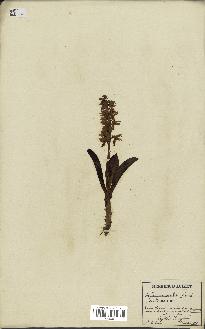 spécimen de Orchis mascula