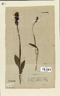 spécimen de Orchis militaris