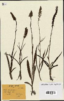 spécimen de Gymnadenia odoratissima