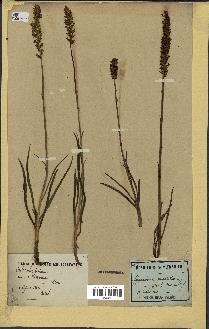 spécimen de Gymnadenia odoratissima