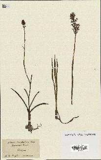 spécimen de Gymnadenia odoratissima