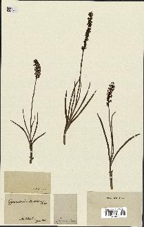 spécimen de Gymnadenia odoratissima