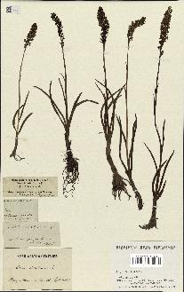 spécimen de Gymnadenia odoratissima