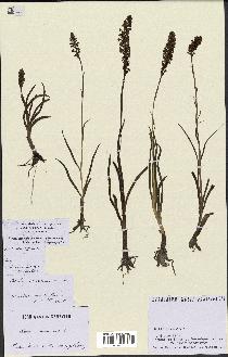 spécimen de Gymnadenia odoratissima