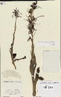 spécimen de Himantoglossum hircinum