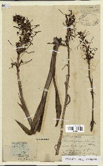 spécimen de Himantoglossum hircinum