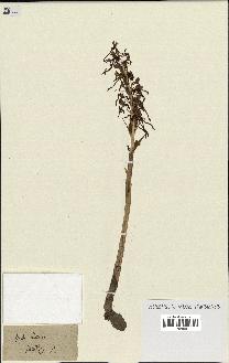 spécimen de Himantoglossum hircinum