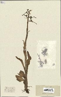 spécimen de Himantoglossum hircinum