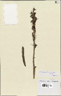 spécimen de Himantoglossum hircinum