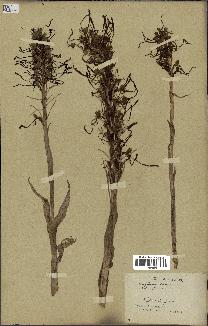 spécimen de Himantoglossum hircinum