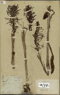 spécimen de Himantoglossum hircinum