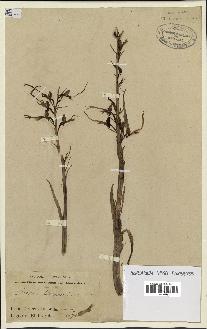 spécimen de Himantoglossum hircinum