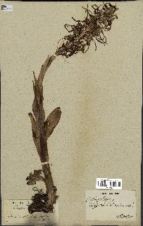 spécimen de Himantoglossum hircinum