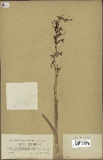 spécimen de Himantoglossum hircinum