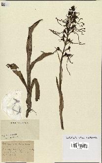 spécimen de Himantoglossum hircinum