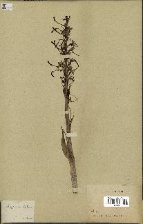 spécimen de Himantoglossum hircinum