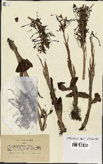 spécimen de Himantoglossum hircinum