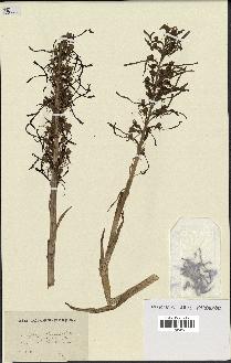 spécimen de Himantoglossum hircinum