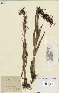 spécimen de Himantoglossum hircinum