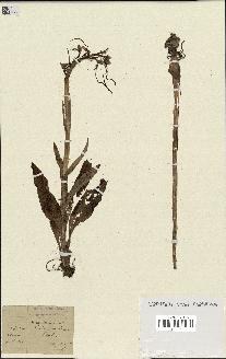 spécimen de Himantoglossum hircinum