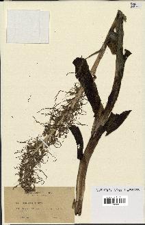 spécimen de Himantoglossum hircinum