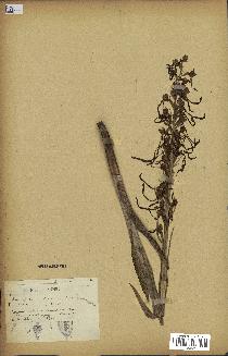 spécimen de Himantoglossum hircinum