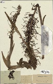 spécimen de Himantoglossum hircinum