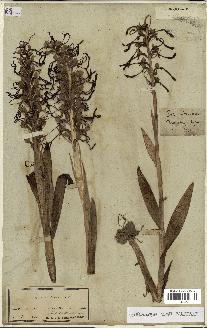 spécimen de Himantoglossum hircinum