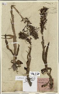 spécimen de Himantoglossum hircinum