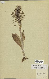 spécimen de Himantoglossum hircinum