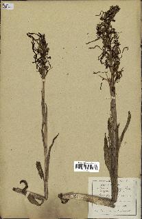 spécimen de Himantoglossum hircinum