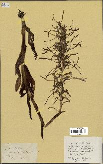 spécimen de Himantoglossum hircinum