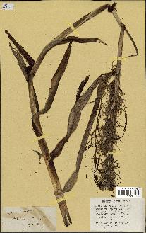 spécimen de Himantoglossum hircinum