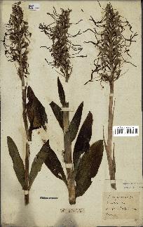 spécimen de Himantoglossum hircinum