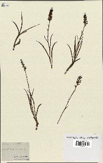 spécimen de Gymnadenia odoratissima