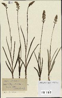 spécimen de Gymnadenia odoratissima