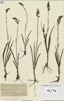 spécimen de Gymnadenia odoratissima