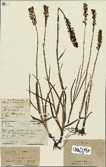 spécimen de Gymnadenia odoratissima