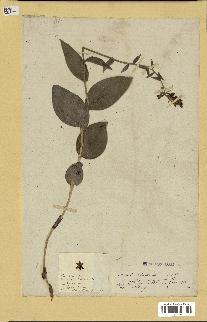 spécimen de Epipactis latifolia