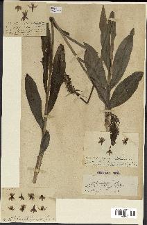spécimen de Orchis x braunii
