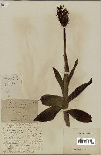 spécimen de Orchis militaris x purpurea