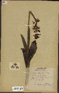 spécimen de Orchis purpurea