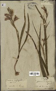 spécimen de Gladiolus segetum