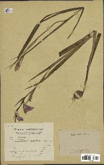 spécimen de Gladiolus segetum