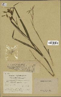 spécimen de Gladiolus segetum