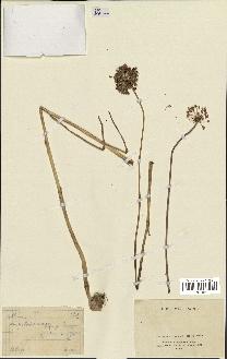 spécimen de Allium ampeloprasum